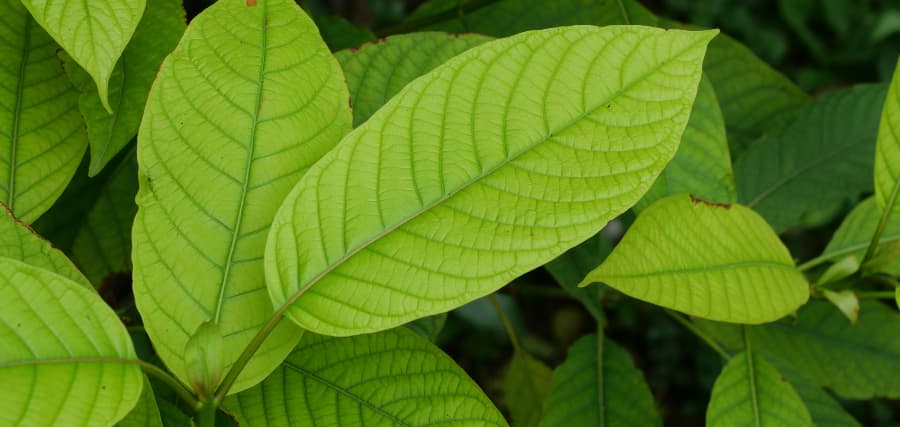 Leaves of kratom, an addictive substance that may require rehab