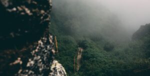 Ayahuasca and addiction treatment in Austin