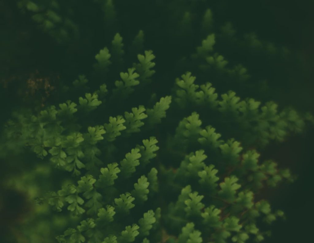 Blurry image of a fern, symbolizing the confusion around alcohol's classification as a stimulant or depressant.