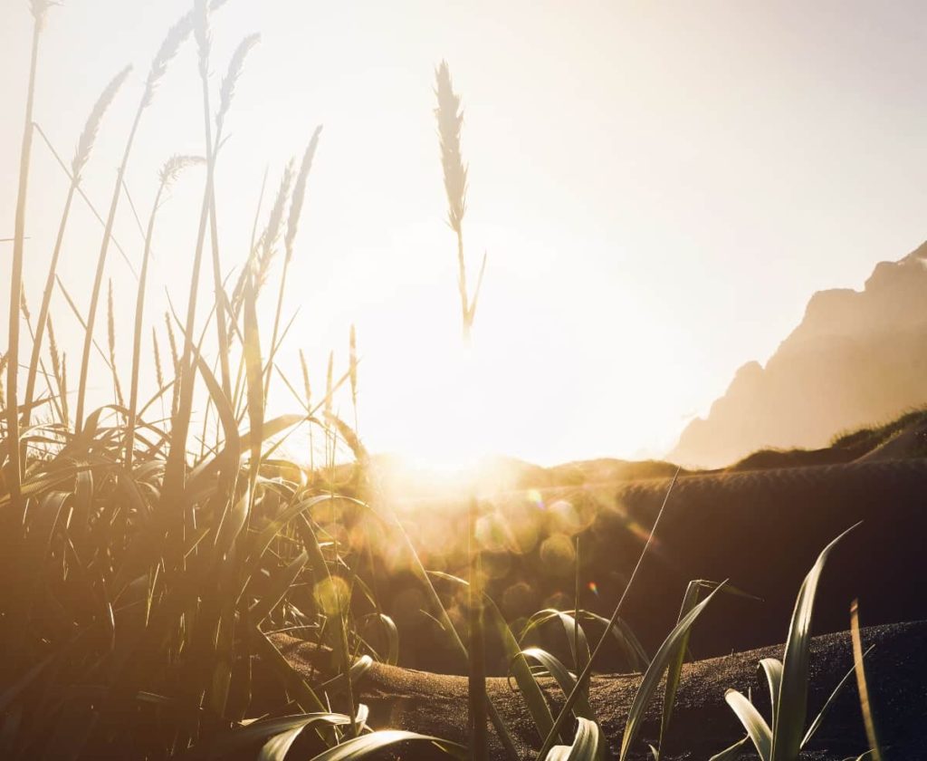 A peaceful sunrise illuminating a field of wheat, reflecting the new beginnings and hope in the process of addiction recovery.